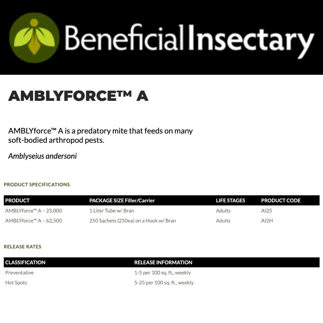 Andersoni (AMBLYforce™ A) - Image 3