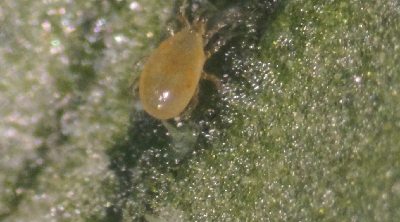 Andersoni (AMBLYforce™ A) - Image 4