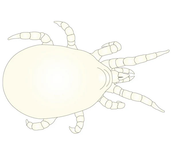 Andersoni (AMBLYforce™ A) - Image 5