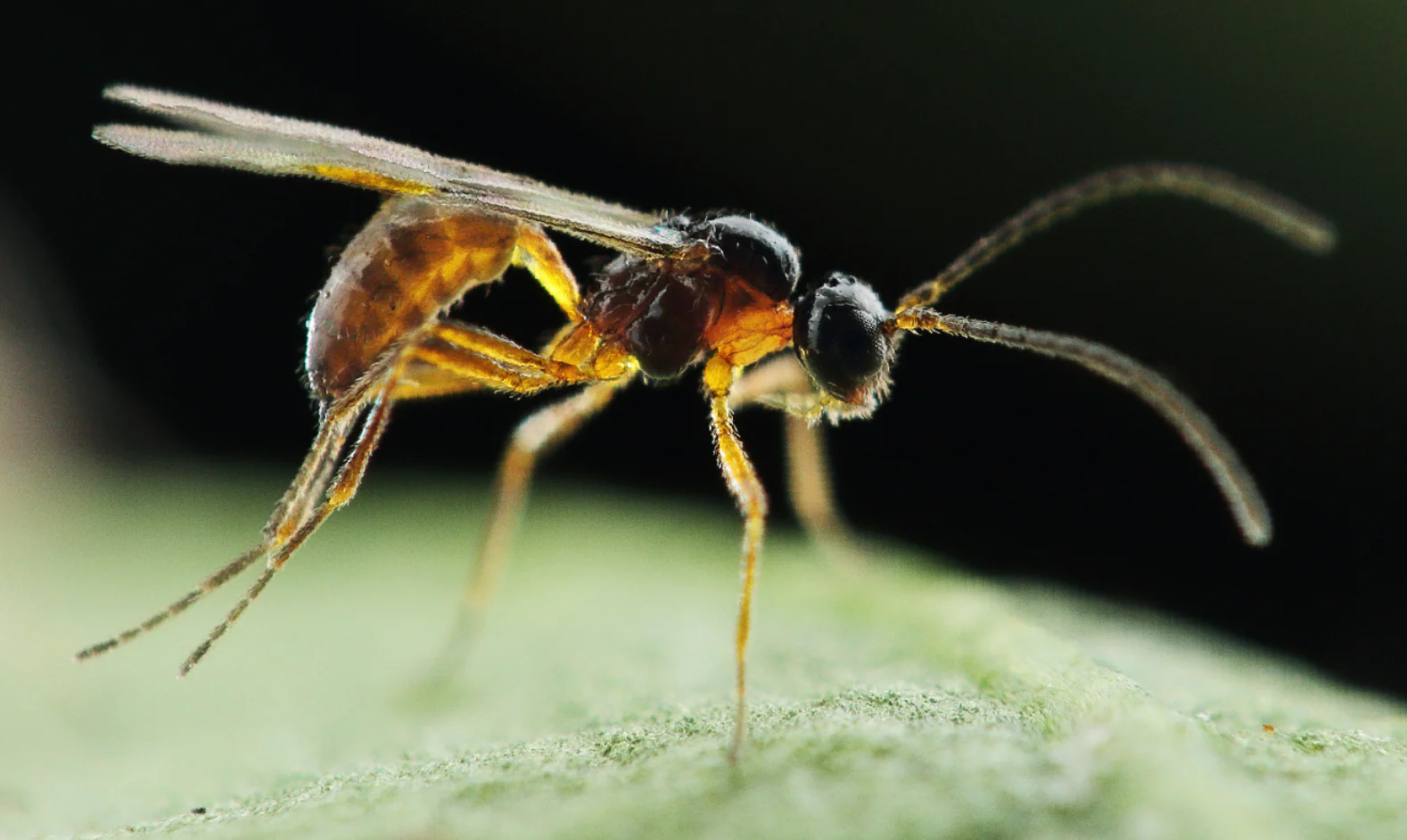 Parasitic Wasp - Colemani - Image 3