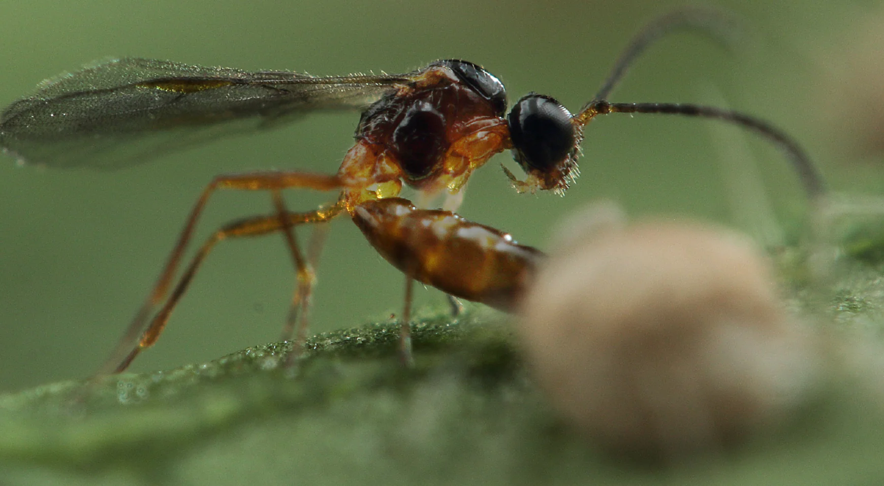 Parasitic Wasp - Colemani - Image 6