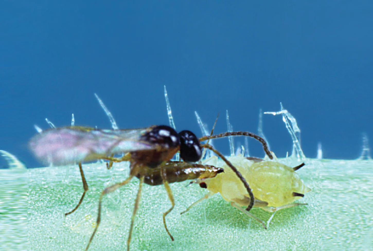 Parasitic Wasp - Colemani - Image 7