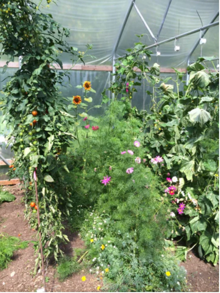 Beneficial Bug/Pollinator Cover Crop Mix - Image 3