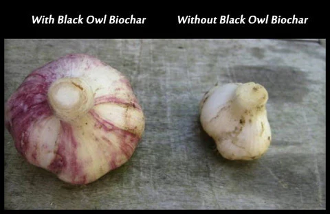 Black Owl Biochar - Image 7
