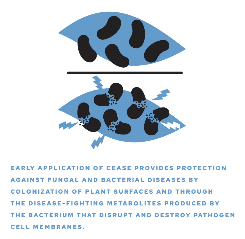 Cease® Biofungicide - Image 2