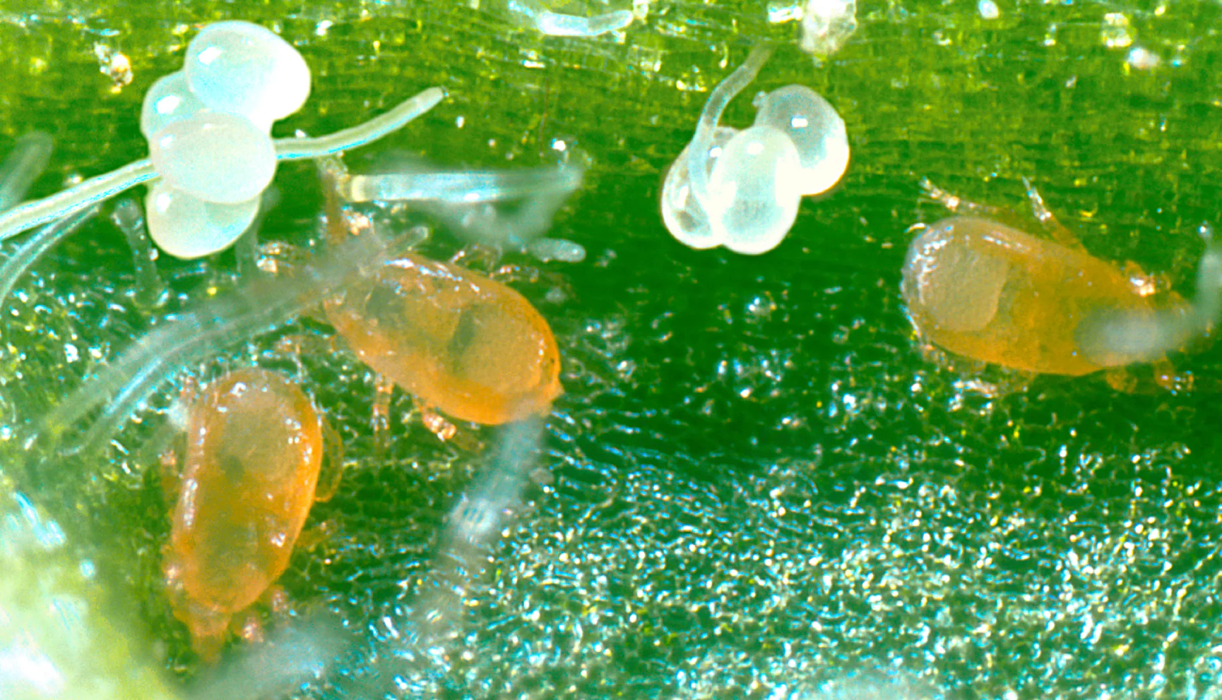 Cucumeris - Image 3