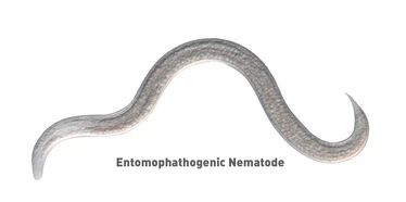 Beneficial Nematodes (NEMAforce™ SF) - Image 4