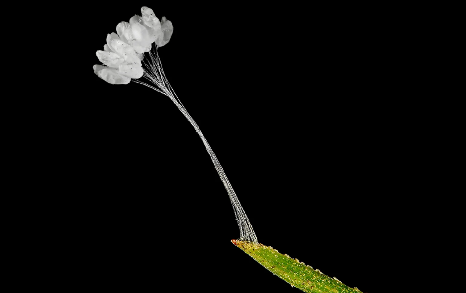 Lacewings - Image 3