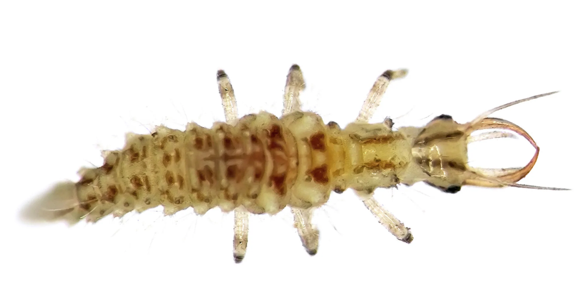 Lacewings - Image 4