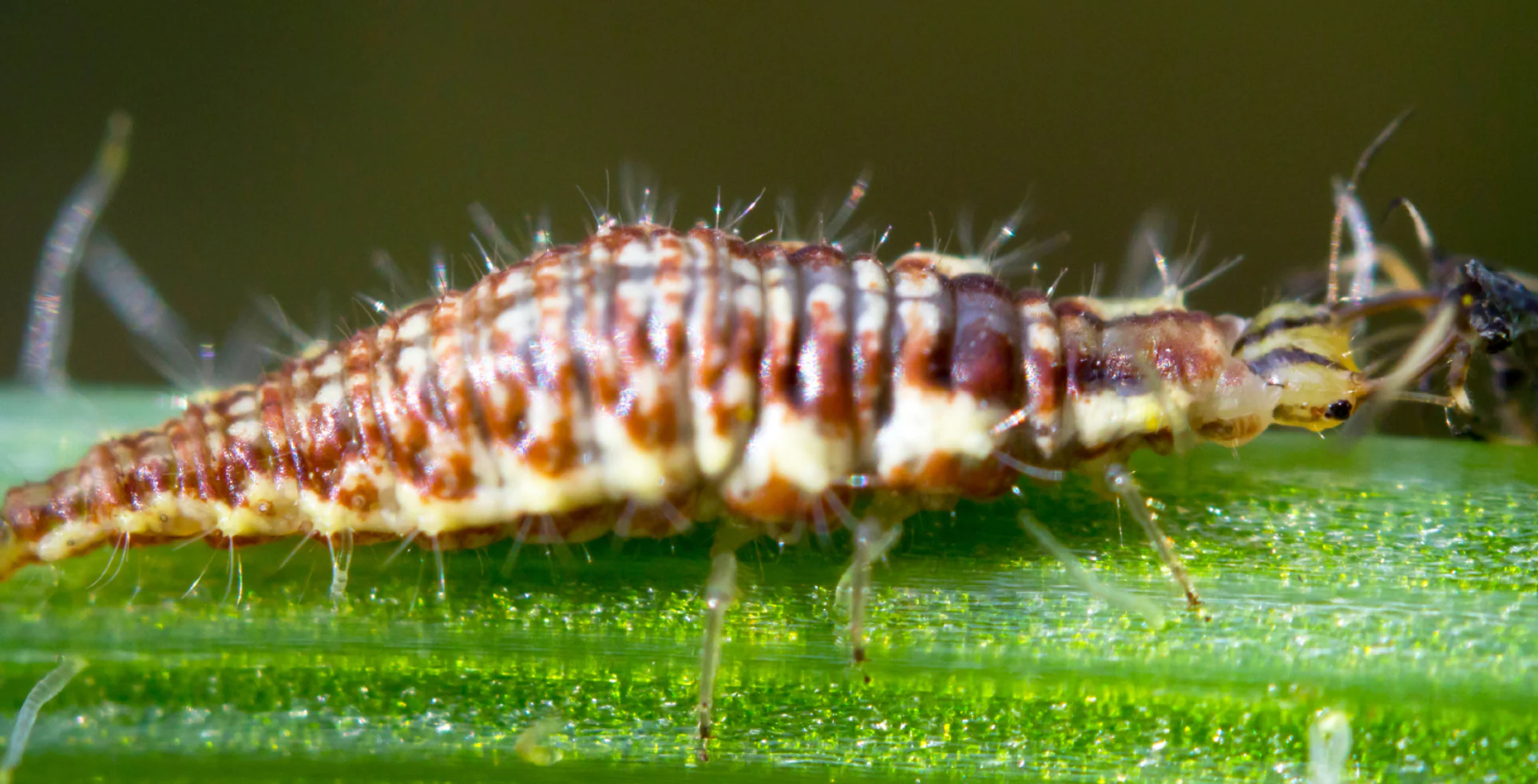 Lacewings - Image 5