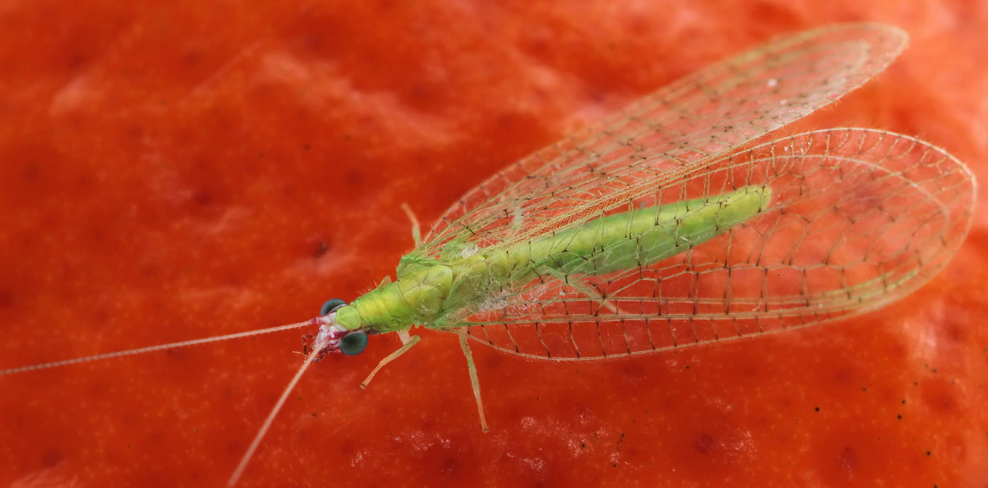 Lacewings - Image 6