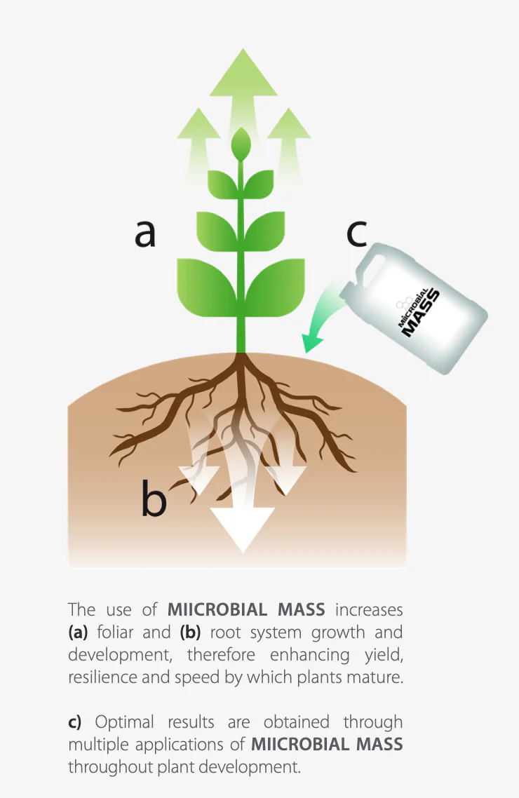 Miicrobial Mass Pro - Image 3