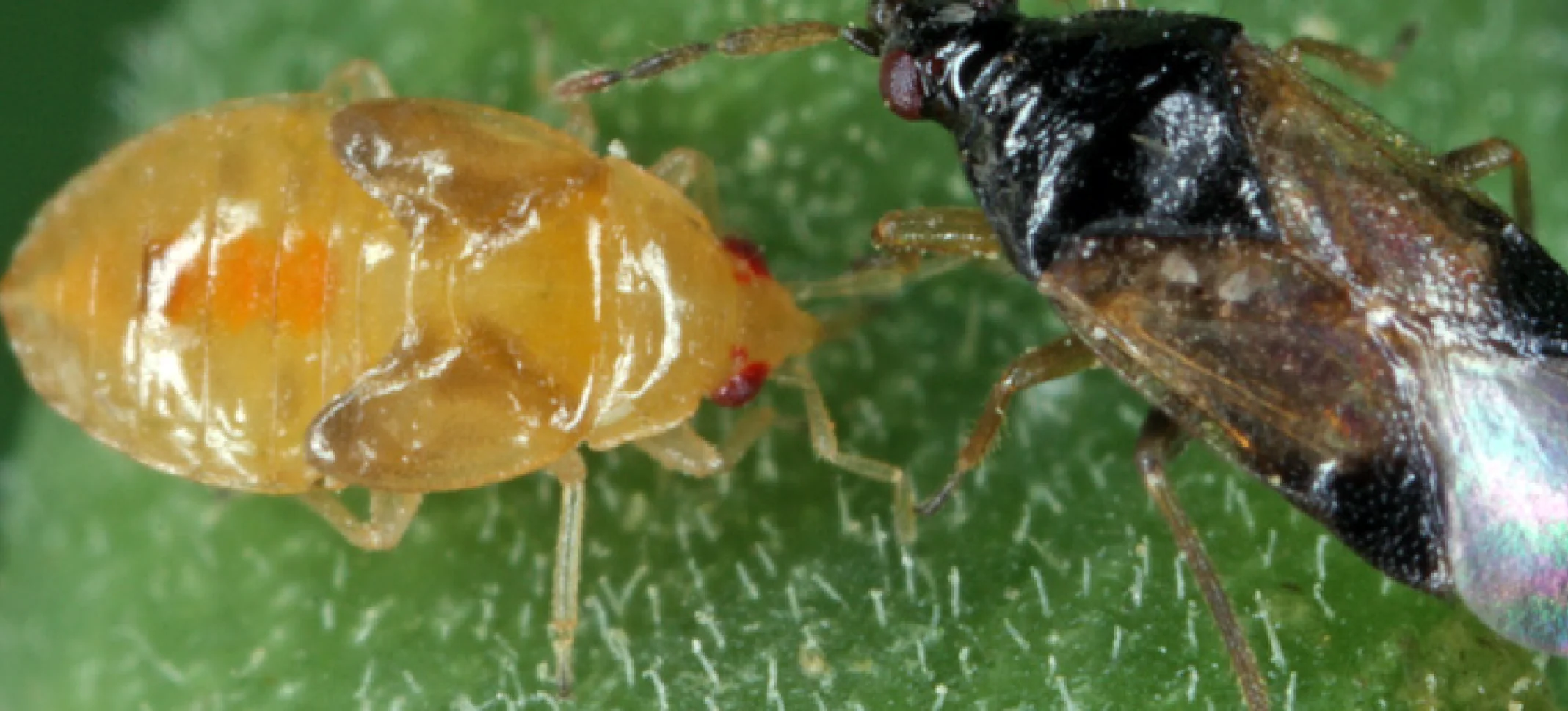 Minute Pirate Bug - Image 4