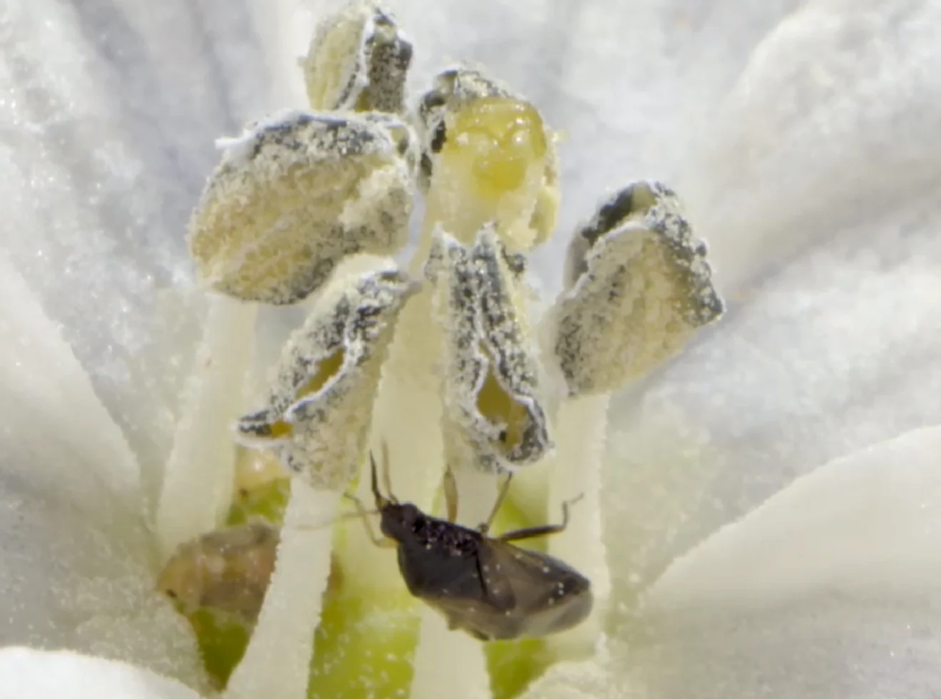 Minute Pirate Bug - Image 6