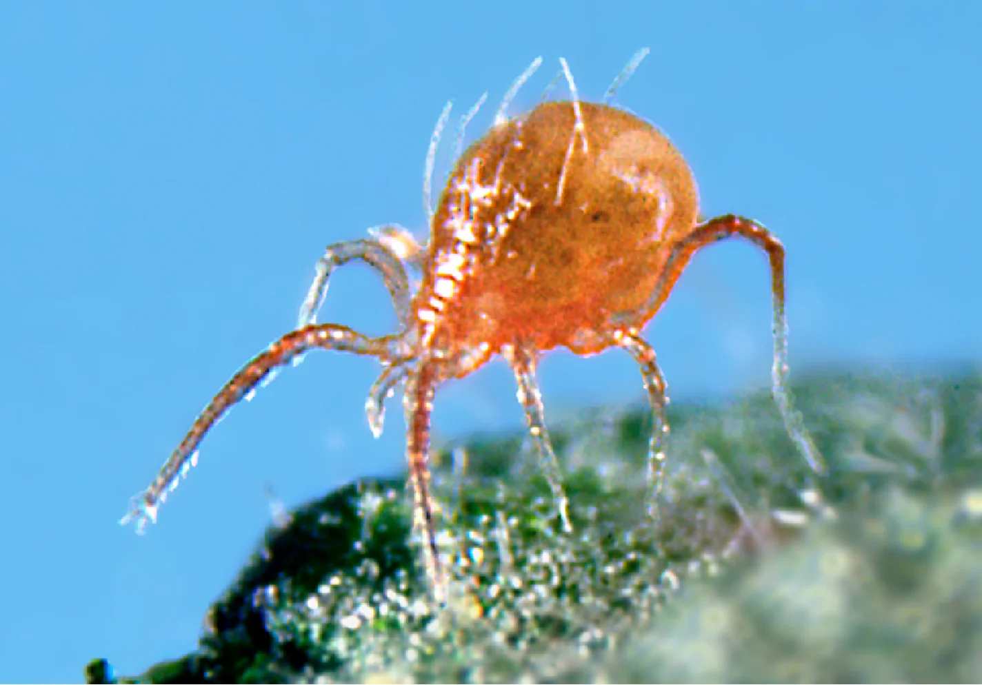 Persimilis (PERSIMILISforce™) - Image 3