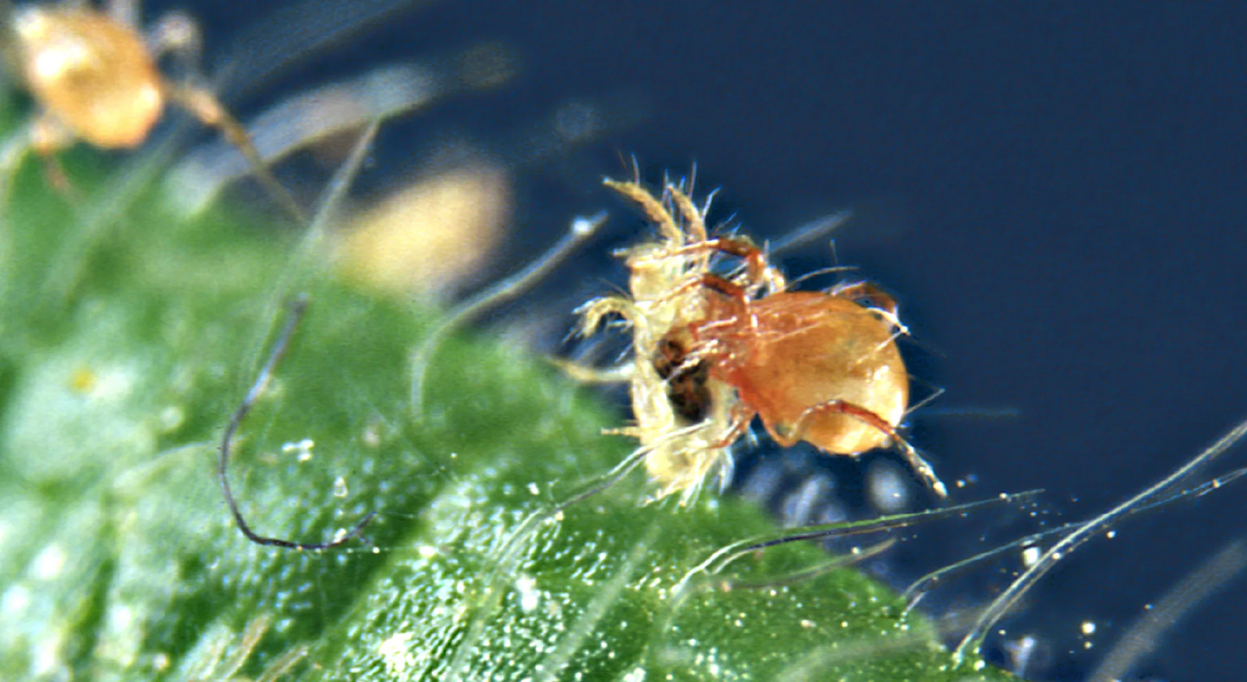Persimilis (PERSIMILISforce™) - Image 4