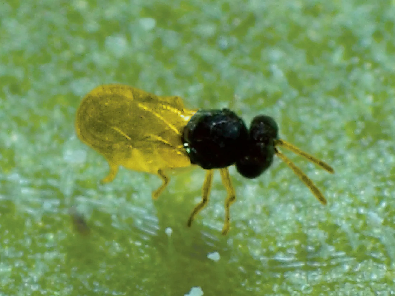 Parasitic Wasp - Encarsia - Image 3