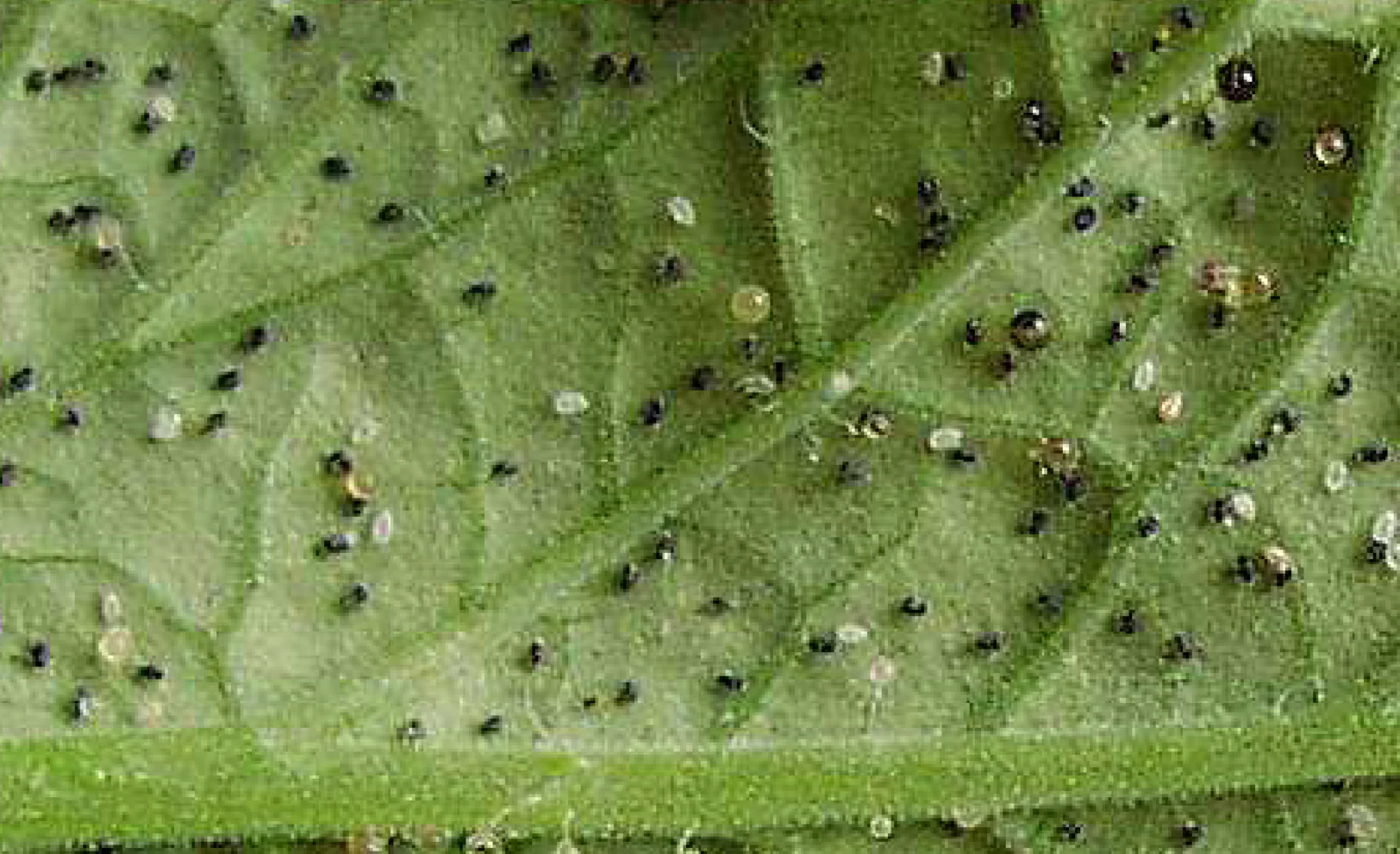 Parasitic Wasp - Encarsia - Image 4