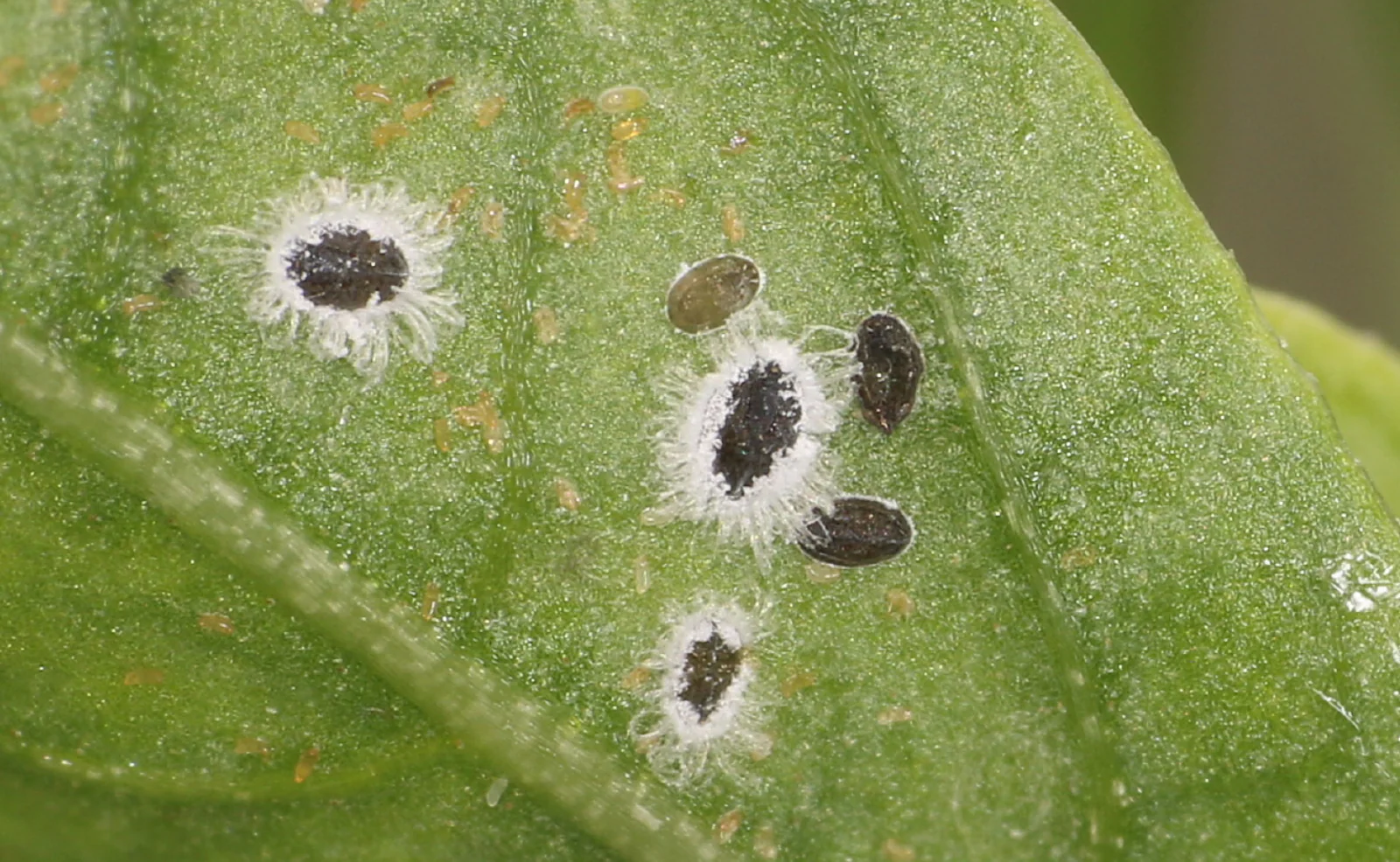 Parasitic Wasp - Encarsia - Image 5