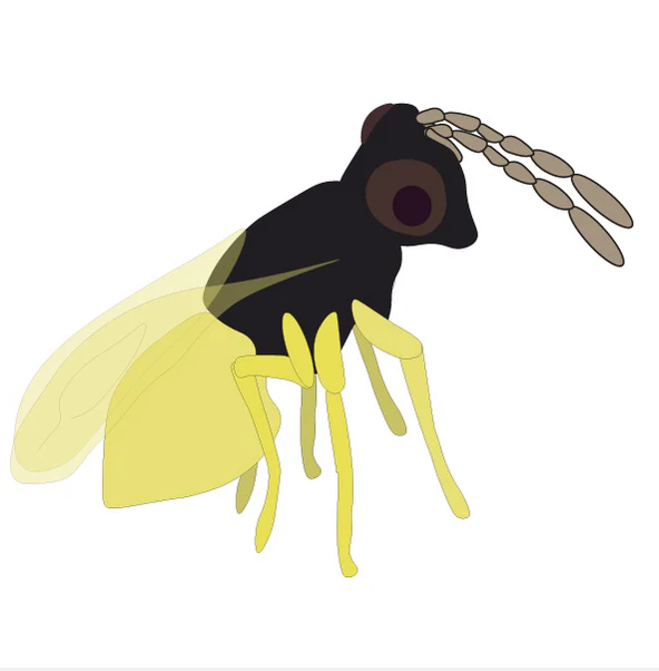 Parasitic Wasp - Encarsia - Image 6