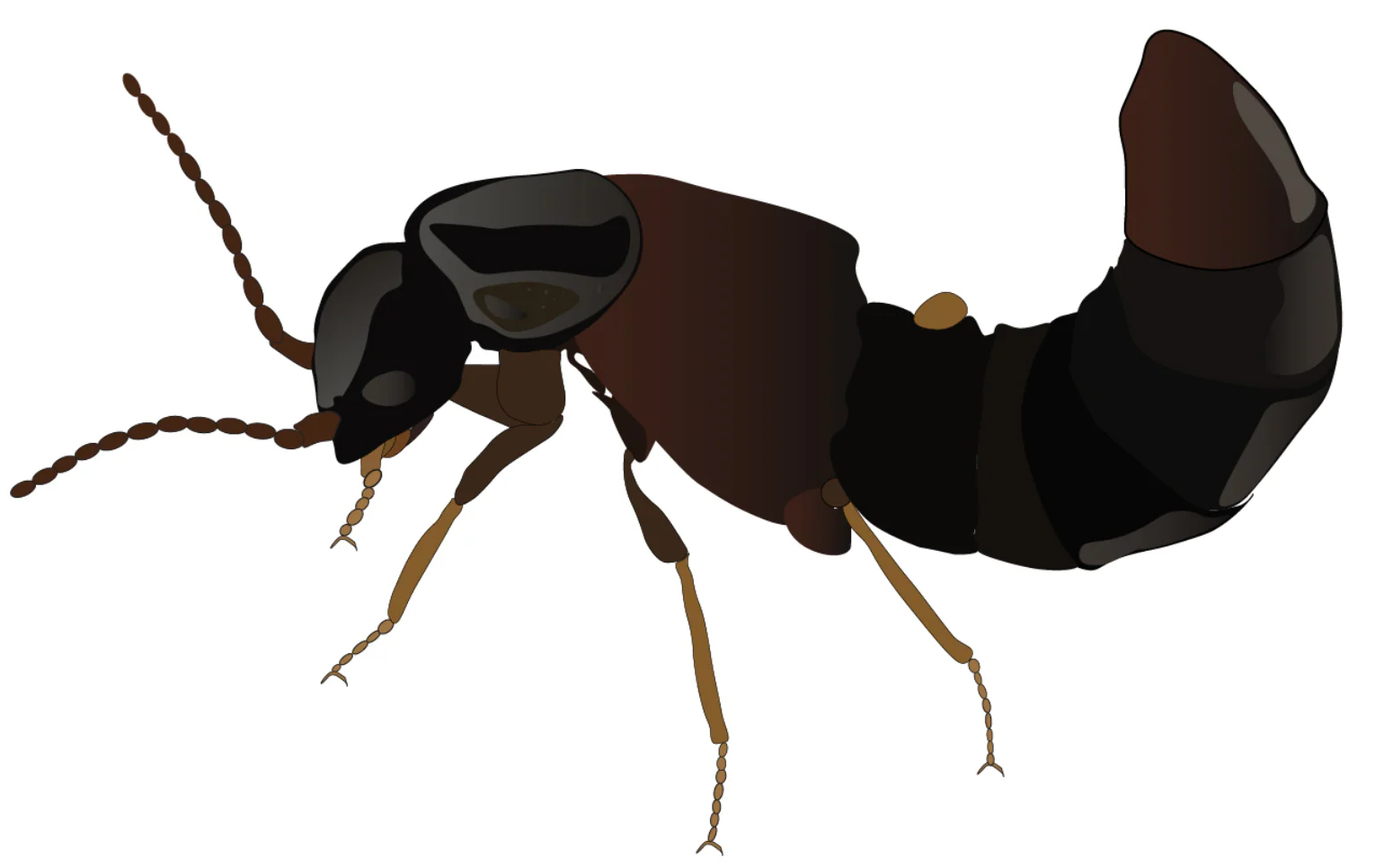 Rove Beetle - Image 3