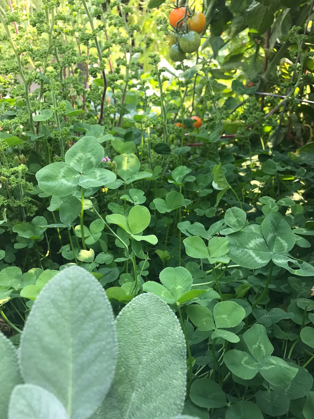 Untreated White Clover Cover Crop - Image 3