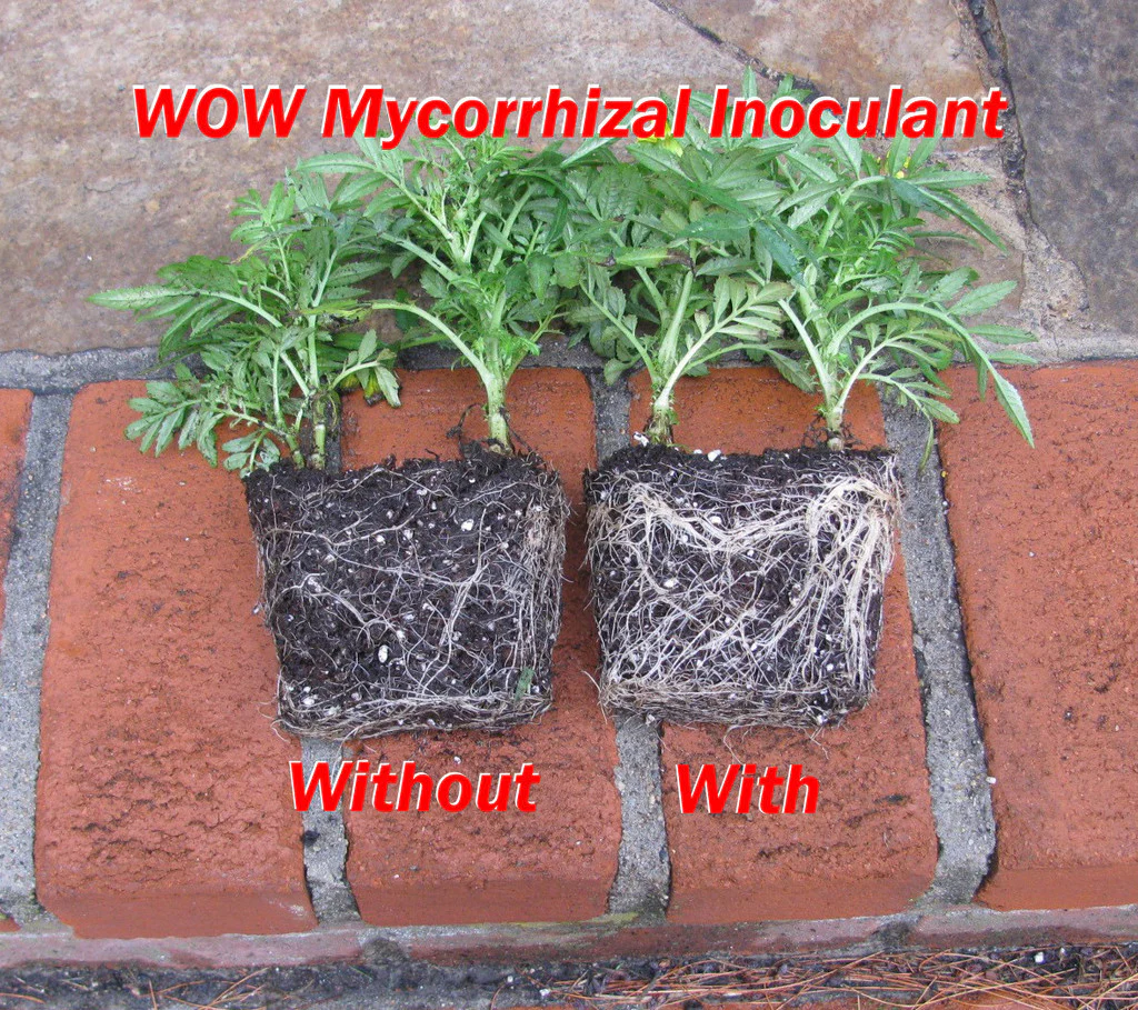 WOW Mycorrhiza - FREE SHIPPING - Image 4